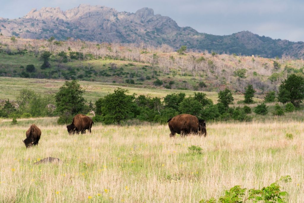 Three bison graze in a grassy field with scattered trees, set against rolling hills and rocky mountains under a cloudy sky.