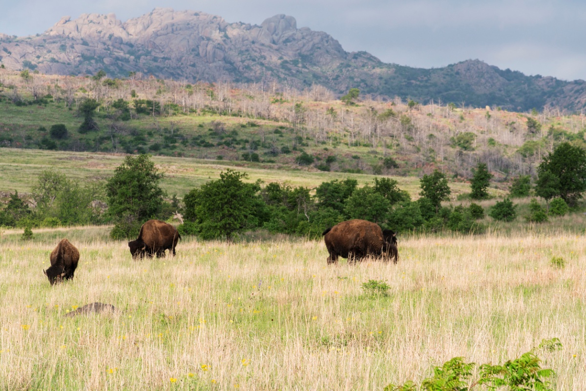 Three bison graze in a grassy field with scattered trees, set against rolling hills and rocky mountains under a cloudy sky.