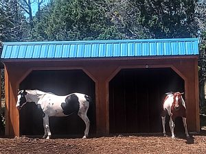 Two horses stand in front of a wooden shelter with a blue metal roof. One horse is white with black spots, and the other is white with brown spots. Trees are visible in the background.