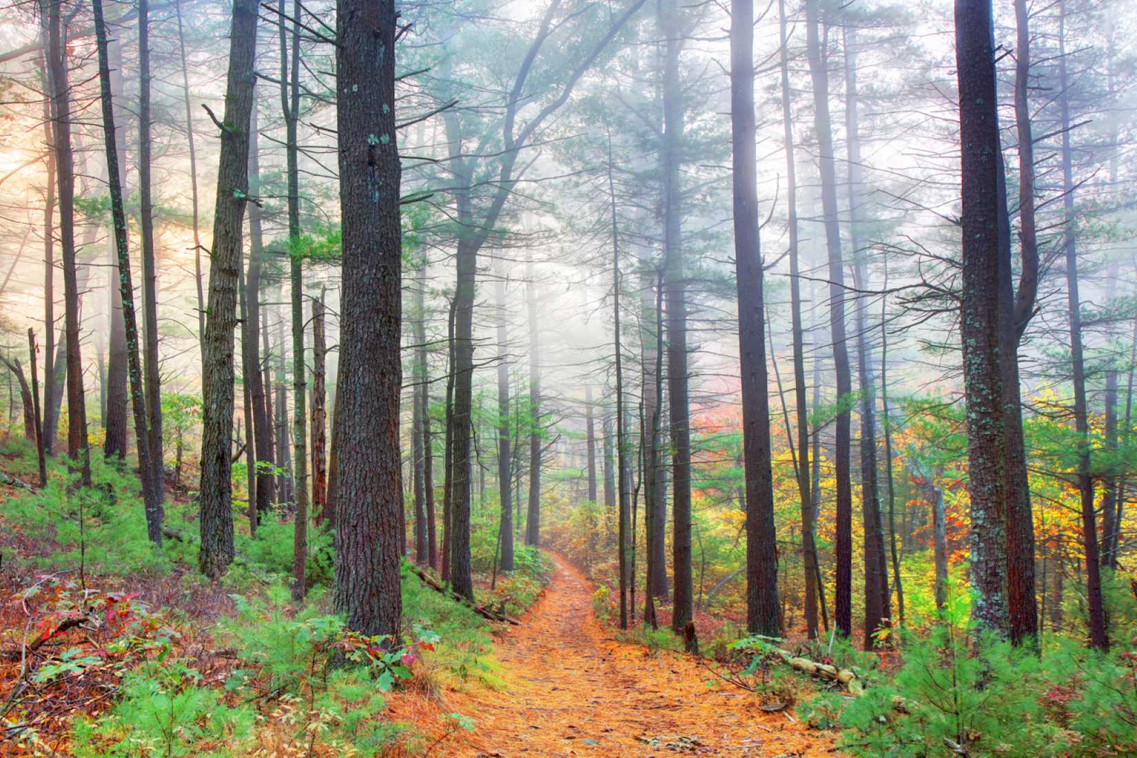 A dirt trail winds through a lush forest with tall, slender trees. Sunlight filters through a light mist, illuminating green foliage and hints of autumn colors on the forest floor.